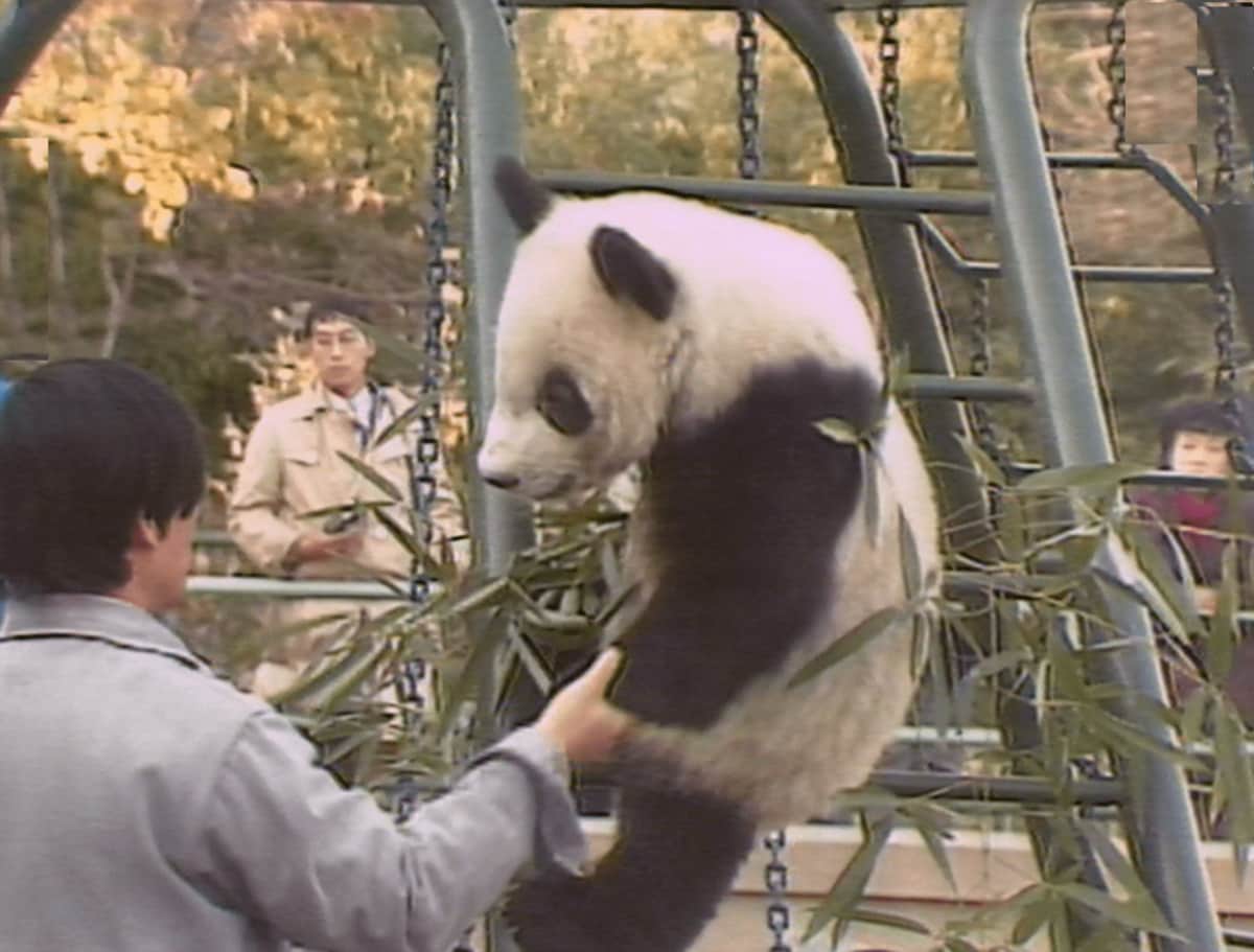 中国「パンダ外交」のはじまり（1941年）【TBSアーカイブ秘録】 | TBS