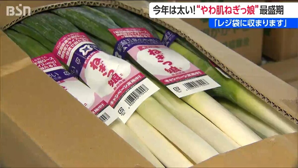 サムネイル_アイドルグループNegicco誕生のきっかけ『やわ肌ねぎっ娘』は「エコバッグに丁度良い」新潟・五泉市