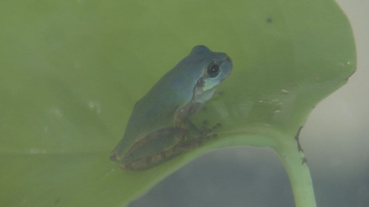 珍しい“青色のカエル”発見 通常は緑色のニホンアマガエル 畑で見つけた夫婦が寄贈 三重･鳥羽水族館で展示