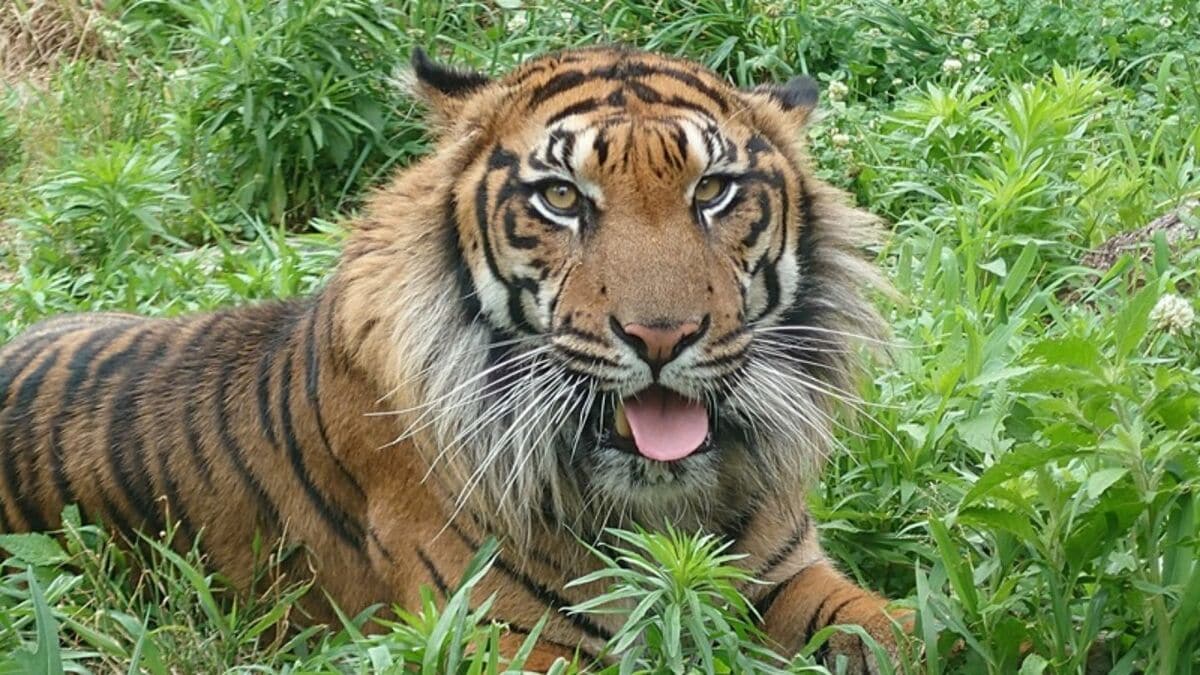 名古屋･東山動植物園のスマトラトラ｢アオ｣ 茨城の動物園にお引っ越し ｢来園者に可愛がられて元気に過ごして｣