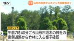 【現場動画】けさ山形市の市街地でニホンジカの目撃相次ぐ　同じシカが移動か　短期大学付近での目撃以降、行方わからず　学生「危険だなと思う」　市が注意呼びかけ　|　山形のニュース│TUYテレビユー山形