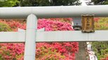 真っ赤に“燃ゆる春” 七戸町の天王神社で約500本のヤマツツジが見頃に 青空とのコントラスト 色鮮やかな春景色に「今年もよく咲いている」「花のトンネルがすてき」|TBS NEWS DIG