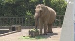 メスのアジアゾウで国内最高齢の「ダンボ」が推定60歳の還暦迎える 一方で相次ぐ人気動物の死と進む高齢化＝静岡市　|　静岡のニュース | SBSNEWS | 静岡放送