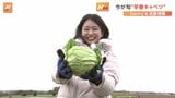 「甘い!」冬キャベツでも、春キャベツでもない「早春キャベツ」 暖冬で出荷が2週間以上早まる【SUNトピ】|TBS NEWS DIG