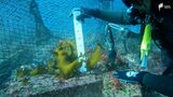 「復活してもらえるなら無償でも」海から海藻が消える"磯焼け"が伊豆半島にも...海の恵み守るため官民連携で『藻場』再生へ【SDGs】 | 静岡のニュース | SBSNEWS | 静岡放送
