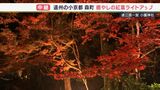 燃えるような色に染まるモミジ…ライトアップ始まった小國神社“癒しの紅葉”をお届け—静岡・森町【キャスターリポート】|TBS NEWS DIG