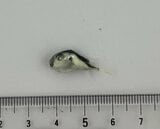 パック詰めの「釜揚げしらす」にフグの稚魚とみられる魚が混入 岐阜県多治見市内のスーパーで販売 今のところ健康被害の報告なし この店舗をはじめ東海地方の全31店舗で販売したパックを自主回収へ|TBS NEWS DIG