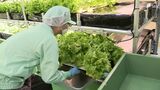 「香も味も濃い」“カイゼン”生かして 変速機メーカーがレタスの水耕栽培 こども食堂に無償提供も【SDGs】 | 静岡のニュース | SBSNEWS | 静岡放送