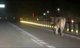 夜の国道に現れたのは…牛!? 悠然と道を横切る 帰宅中に遭遇の男性「あまりにも大きかったので、これはシカじゃないなと…」「普通に鳴いていた。モーって…」 長野・根羽村 | SBC NEWS | 長野のニュース | SBC信越放送