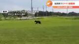 ゴルフ場に現れたクマ…翌日も現れ、ハンターが出動、駆除される 北海道当別町 | 北海道のニュース|HBC北海道放送