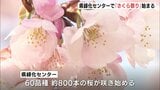 「春の訪れとともに桜を五感で楽しんで」　さくら祭りが始まる　早咲きの河津桜に3月下旬に満開を迎えるソメイヨシノまで　広島　|　RCC NEWS | 広島ニュース | RCC中国放送