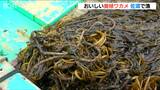 「日本海の荒波にもまれて磯の風味が強く…」佐渡で春を告げる養殖ワカメ漁が最盛期|TBS NEWS DIG