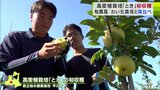 高校生が栽培した高密植栽培のリンゴを初収穫 「わい化の方は甘くて酸味が強くておいしい」 青森県|TBS NEWS DIG