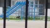 福岡市都心部の小学校に“サル出没”ジャングルジムでたたずむ | 福岡のニュース|RKB NEWS|RKB毎日放送