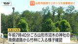 【現場動画】けさ山形市の市街地でニホンジカの目撃相次ぐ　同じシカが移動か　短期大学付近での目撃以降、行方わからず　学生「危険だなと思う」　市が注意呼びかけ　|　山形のニュース│TUYテレビユー山形
