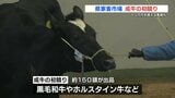 牛の初競り50万円超での取引も 年末から子牛価格が上昇に転じる 熊本県大津町|TBS NEWS DIG