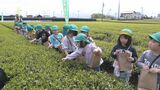 愛知県内で茶葉生産量2位の豊田市で子どもたちが茶摘み体験 3月に低温が続いたため茶葉はじっくり成長|TBS NEWS DIG