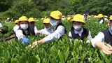 栗林公園で小学生180人が新茶の手摘みを体験 「やわらかいところを摘んで」【香川】 | 岡山・香川のニュース | 天気 | RSK山陽放送