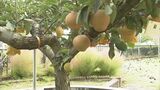 1本の木から4品種の梨が実る「不思議な木」　今年まさかの5品種目の実を付け、職員驚き　５品種の梨が実ったワケ　|　BSSニュース | BSS山陰放送