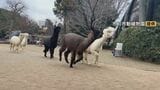 ニホンザルのパンチくんで大人気　市川市動植物園で週に1度のおたのしみ！ 一心不乱な「アルパカダッシュ」|TBS NEWS DIG