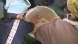 「味噌づくりはとても大変」小学生が味噌づくりを体験　宮城・亘理町|TBS NEWS DIG