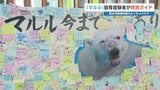 ホッキョクグマ「マルル」引っ越し前に最後のガイドツアー 「遊び方が大人になった」飼育員だから知るエピソード披露 熊本市動植物園|TBS NEWS DIG
