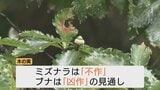 クマのエサ「木の実」凶作か…専門家が警告する人里への大量出没 冬眠前の活動活発化で人身被害への警戒強まる | 富山のニュース|天気・防災|チューリップテレビ