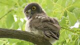 かわいい!青葉の中にアオバズク 福岡の森で | 福岡のニュース|RKB NEWS|RKB毎日放送