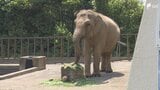 メスのアジアゾウで国内最高齢の「ダンボ」が推定60歳の還暦迎える 一方で相次ぐ人気動物の死と進む高齢化=静岡市|TBS NEWS DIG