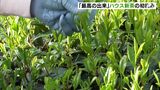 「最高の出来になっている」静岡県内トップきり　ハウス茶園で新茶の初摘み＝静岡・島田市|TBS NEWS DIG