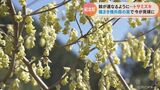 鈴が連なるように見える黄色い花 早春の花「トサミズキ」が見頃に 甘酸っぱい香りが漂う中 | 名古屋・愛知・岐阜・三重のニュース【CBC news】 | CBC web