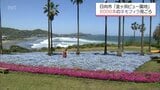 一面に広がる青いじゅうたん　約8000本のネモフィラ　日向市・金ヶ浜ビュー園地で見ごろに|TBS NEWS DIG
