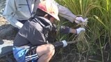 「思ったより難しかった」 小学生が稲刈り体験 カマを使って自分たちで植えた“ヒノヒカリ”収穫 山梨|TBS NEWS DIG