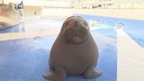 自分の名前を認識⁉ セイウチ赤ちゃん「いちこ」 飼育員もメロメロ「ちょっと生意気、でもかわいい」 | 大分のニュース|OBS NEWS|大分放送