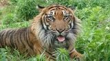 名古屋･東山動植物園のスマトラトラ｢アオ｣ 茨城の動物園にお引っ越し ｢来園者に可愛がられて元気に過ごして｣|TBS NEWS DIG