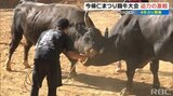 猛牛の迫力ある闘い繰り広げられる 4年ぶりに今帰仁まつり闘牛大会 | 沖縄のニュース|RBC 琉球放送