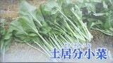 ダムに沈んだ集落で江戸時代から栽培されてきた “幻の野菜” を再び特産品に 農家と女子大学生が強力タッグ【岡山】|TBS NEWS DIG
