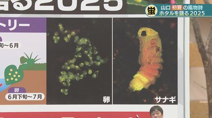 知れば知るほどわからない」専門家が語るホタルの神秘レア度MAX