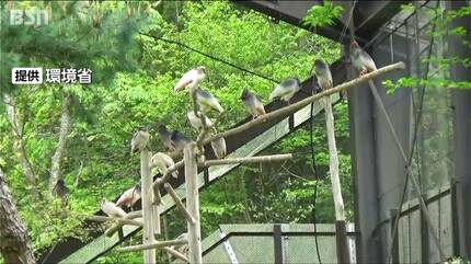 本州放鳥に向けたトキの訓練順調 ヒトがケージ内で長時間作業しても
