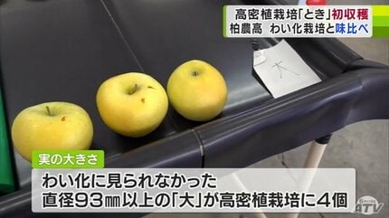 高校生が栽培した高密植栽培のリンゴを初収穫 「わい化の方は甘くて