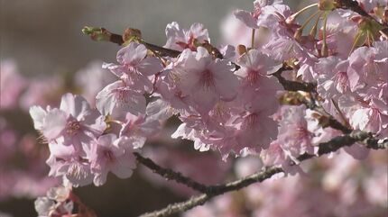 早咲きの｢河津桜｣約100本が見頃に 例年よりも1か月早く開花 ここ数日の