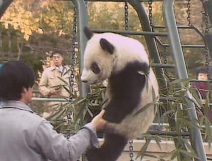 会議中のパンダ 中国「パンダ外交」のはじまり（1941年）【TBSアーカイブ秘録】 | TBS
