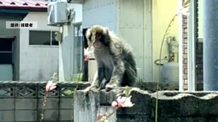 クマ」の次は「サル」… 青森市で出没相次ぐ 住宅のブロック塀に堂々と