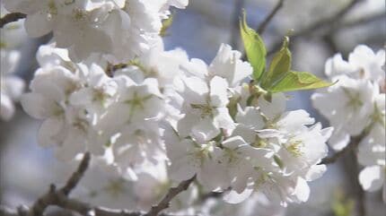 ★原木、最終値下げ★大島桜 55cmの半割 重量60kg 83 大島桜（青木桃子） | クラフト盆栽美術館 Artcraft Bonsai