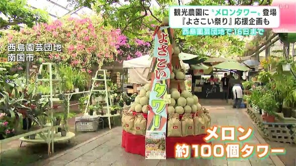 “よさこいメロンタワー”で祭りのパワーを感じて　観光農園にメロンタワー登場『よさこい祭り』応援企画も　|　高知のニュース・天気｜KUTV NEWS | KUTVテレビ高知