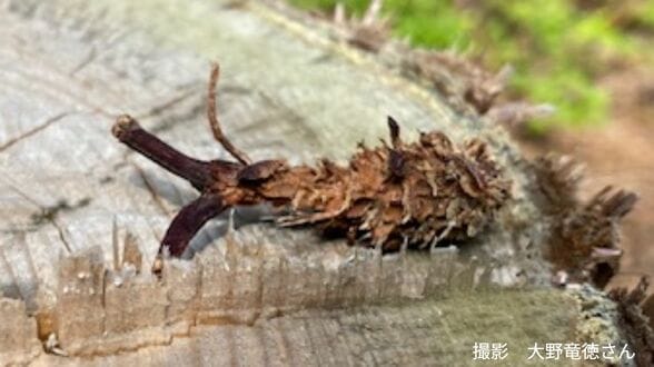 切り株の上に「エビフライ状のなにか」つくったのは「木の実を食べるあの小動物」いったい何のために？【岡山の珍光景】　|　岡山・香川のニュース | 天気 | RSK山陽放送