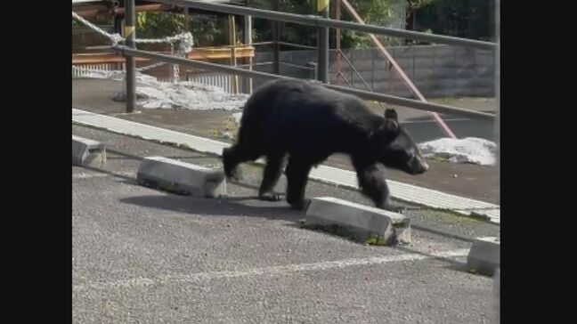 【動画あり】寺の境内に“クマ” 2時間半にわたって居座る… 1週間前ほどからクマの足跡や糞とみられるものが 岐阜･大野町|TBS NEWS DIG