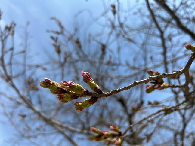 【全国各地でかなりの高温に】サクラの開花に影響は？22～24日頃から著しい高温に　開花発表後は一気に咲き進むか|TBS NEWS DIG