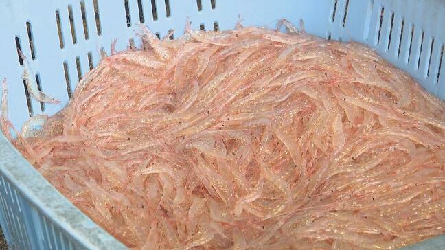 ことしも不漁か…”富山湾の宝石”シロエビが3回目の休漁　３隻の船でわずか1キロ　平年の2割台に落ち込み　|TBS NEWS DIG