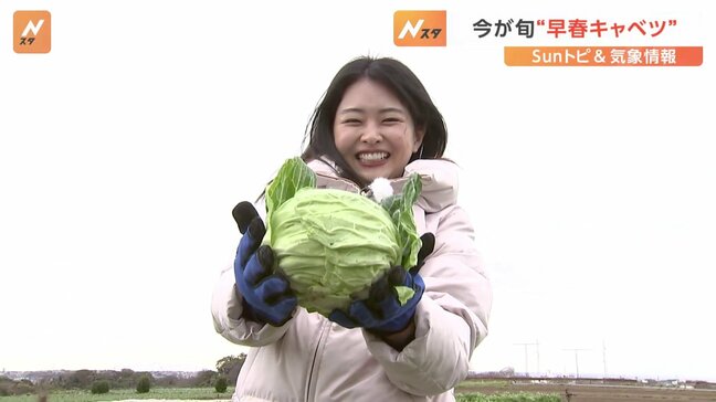 「甘い！」冬キャベツでも、春キャベツでもない「早春キャベツ」　暖冬で出荷が2週間以上早まる【SUNトピ】|TBS NEWS DIG